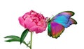 Beautiful colorful morpho butterfly on a flower on a white background. copy spaces. pink peony flower and butterfly Royalty Free Stock Photo