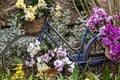 Colorful moth orchids in baskets attached to a bicycle in a garden Royalty Free Stock Photo