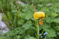 The beautiful colorful mountain lily Royalty Free Stock Photo