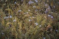 Beautiful colorful myosotis meadow of wild flowers in summer meadow concept photo