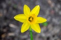 A daffodil in a garden with the sun shining on them. Royalty Free Stock Photo
