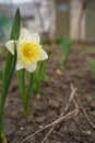 Beautiful colorful narcissus or Daffodil close up evening light. Narcissus is a genus of predominantly spring perennial Royalty Free Stock Photo