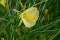 Beautiful colorful narcissus or Daffodil close up evening light. Narcissus is a genus of predominantly spring perennial Royalty Free Stock Photo