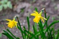 A daffodil in a garden with the sun shining on them. Royalty Free Stock Photo