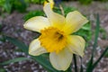 A daffodil in a garden with the sun shining on them. Royalty Free Stock Photo