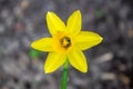 A daffodil in a garden with the sun shining on them. Royalty Free Stock Photo