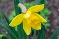 A daffodil in a garden with the sun shining on them. Royalty Free Stock Photo