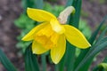 A daffodil in a garden with the sun shining on them. Royalty Free Stock Photo