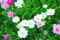 Beautiful and colorful natural summer cosmos flowers on green grass field background. Cosmos bipinnatus garden cosmos or Mexican Royalty Free Stock Photo
