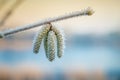 Beautiful colorful nature in cold weather, Corylus avellana Royalty Free Stock Photo