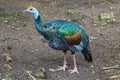 Ocellated turkey bird chicken in tropical nature in Coba Mexico Royalty Free Stock Photo