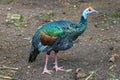 Ocellated turkey bird chicken in tropical nature in Coba Mexico Royalty Free Stock Photo