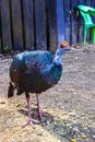 Ocellated turkey bird chicken in tropical nature in Coba Mexico Royalty Free Stock Photo