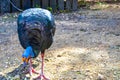 Ocellated turkey bird chicken in tropical nature in Coba Mexico Royalty Free Stock Photo