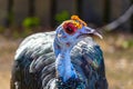 Ocellated turkey bird chicken in tropical nature in Coba Mexico Royalty Free Stock Photo