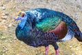 Ocellated turkey bird chicken in tropical nature in Coba Mexico Royalty Free Stock Photo