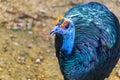 Ocellated turkey bird chicken in tropical nature in Coba Mexico Royalty Free Stock Photo