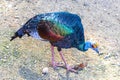 Ocellated turkey bird chicken in tropical nature in Coba Mexico Royalty Free Stock Photo