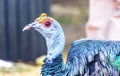 Ocellated turkey bird chicken in tropical nature in Coba Mexico Royalty Free Stock Photo