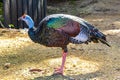 Ocellated turkey bird chicken in tropical nature in Coba Mexico Royalty Free Stock Photo