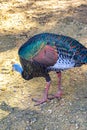 Ocellated turkey bird chicken in tropical nature in Coba Mexico Royalty Free Stock Photo