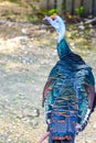 Ocellated turkey bird chicken in tropical nature in Coba Mexico Royalty Free Stock Photo
