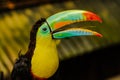 A portrait of a beautiful colored Rainbow Toucan