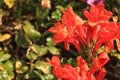 Beautiful and Colorful Orange Bignonia Capensis flowers Royalty Free Stock Photo