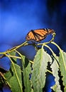 Monarch butterfly leaves Royalty Free Stock Photo