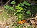 Monarch butterfly leaves