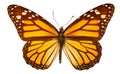 Danaus plexippus on a white background