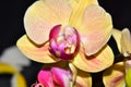 Beautiful colorful orchid close up in the sunshine Royalty Free Stock Photo