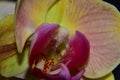 Beautiful colorful orchid close up in the sunshine Royalty Free Stock Photo