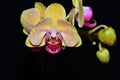 Beautiful colorful orchid close up in the sunshine Royalty Free Stock Photo