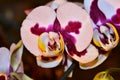 Beautiful colorful orchid close up in the sunshine Royalty Free Stock Photo