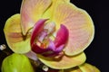 Beautiful colorful orchid close up in the sunshine Royalty Free Stock Photo