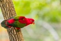 Beautiful colorful Pair Lovebirds parrots on branch. Colorful Love parrot couple Royalty Free Stock Photo