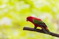 Beautiful colorful Pair Lovebirds parrots on branch. Colorful Love parrot couple Royalty Free Stock Photo