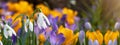 Beautiful colorful panorama of blooming spring meadow landscape, with snowdrop Galanthus nivalis and crocus Crocus sieberi,