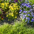 Beautiful colorful pansies in the garden