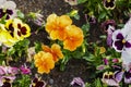 Colorful pansy flowers are blommong in the garden Royalty Free Stock Photo