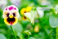 Beautiful colorful pansy heartsease flower