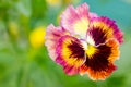 Beautiful colorful pansy heartsease flower