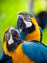 Beautiful colorful parrot Royalty Free Stock Photo