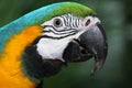 Beautiful colorful parrot closeup