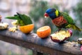 Beautiful colorful parrot eats fruit