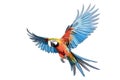 Beautiful colorful parrot flying on white background,Generative, AI, Illustration Royalty Free Stock Photo