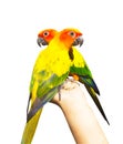 Beautiful colorful parrot, Sun Conure (Aratinga solstitialis), g