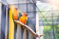 Beautiful colorful parrot, Sun Conure (Aratinga solstitialis), g