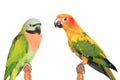 Beautiful colorful parrot, Sun conure parakeet Aratinga solstitialis and Female Red-breasted Parakeet Psittacula alexandri on Royalty Free Stock Photo
